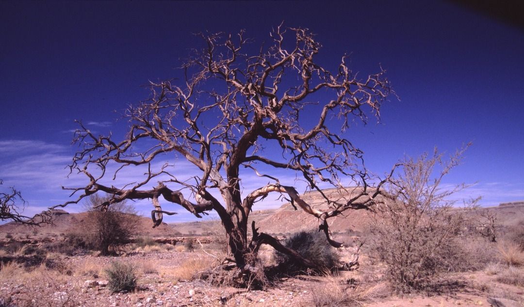 namib