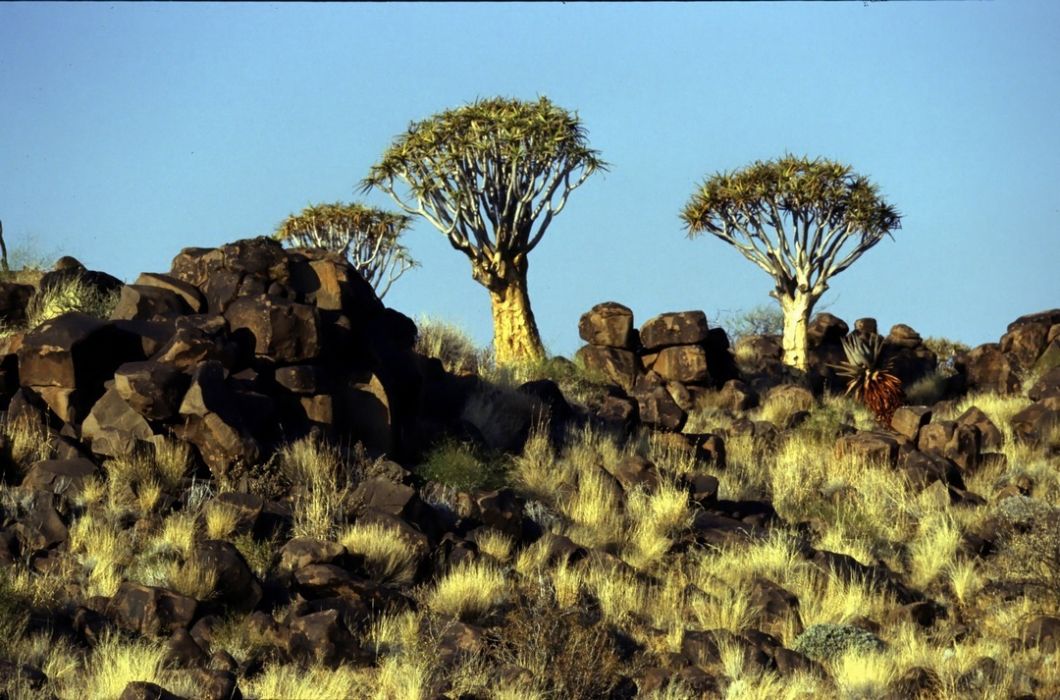 namib