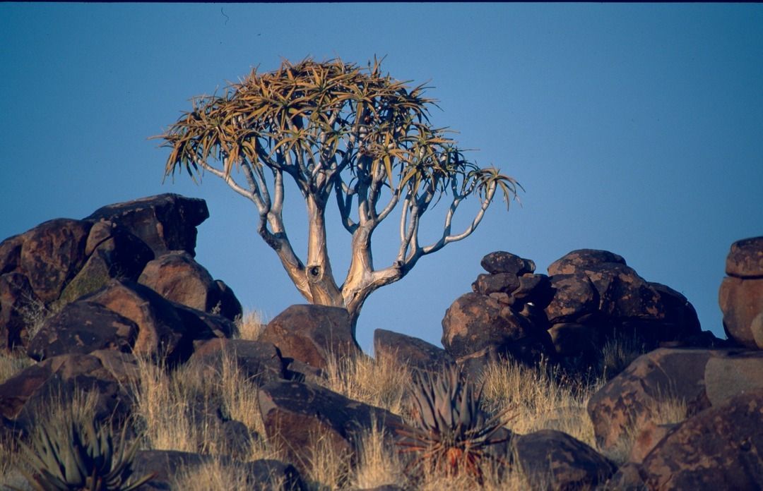 namib