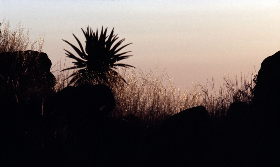 namib