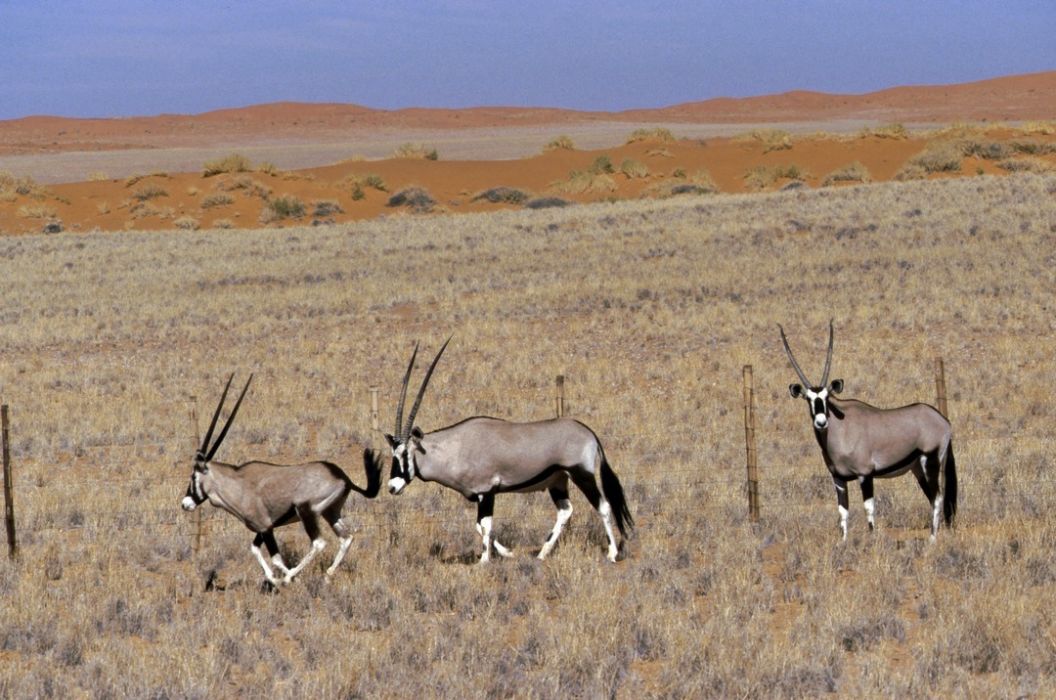 namib