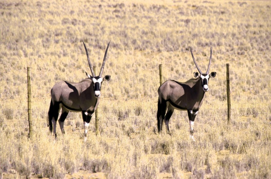 namib