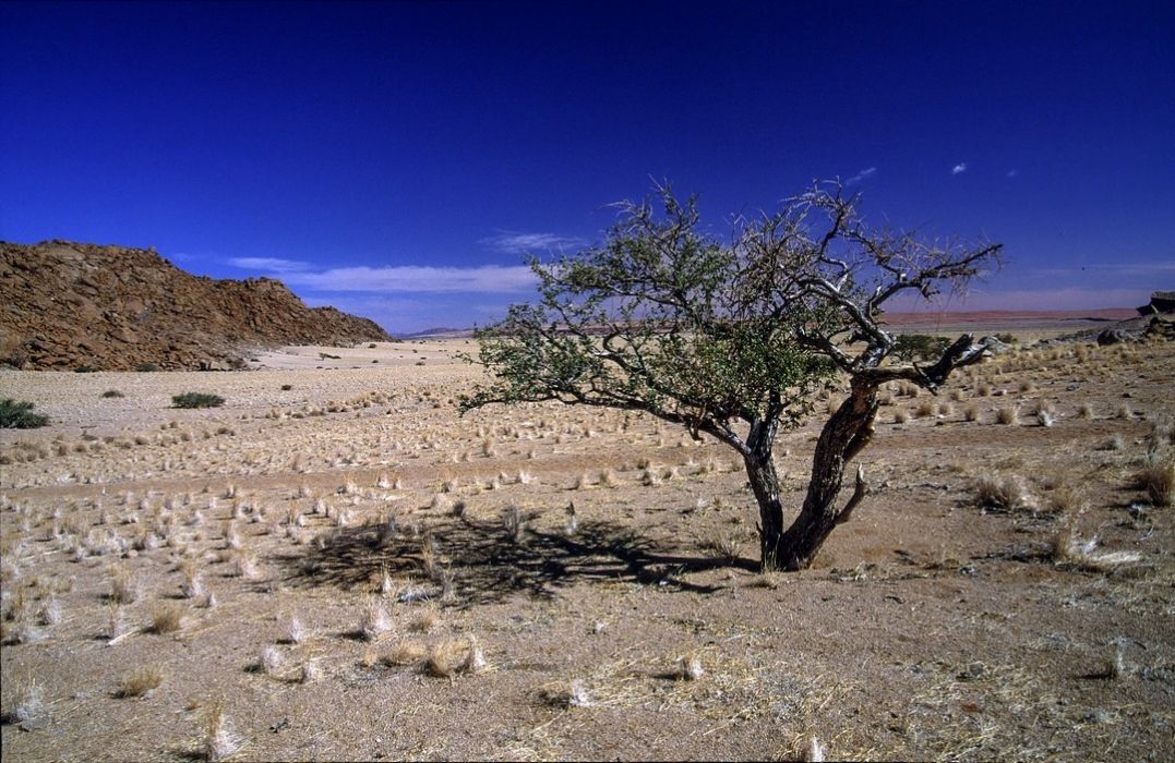 namib