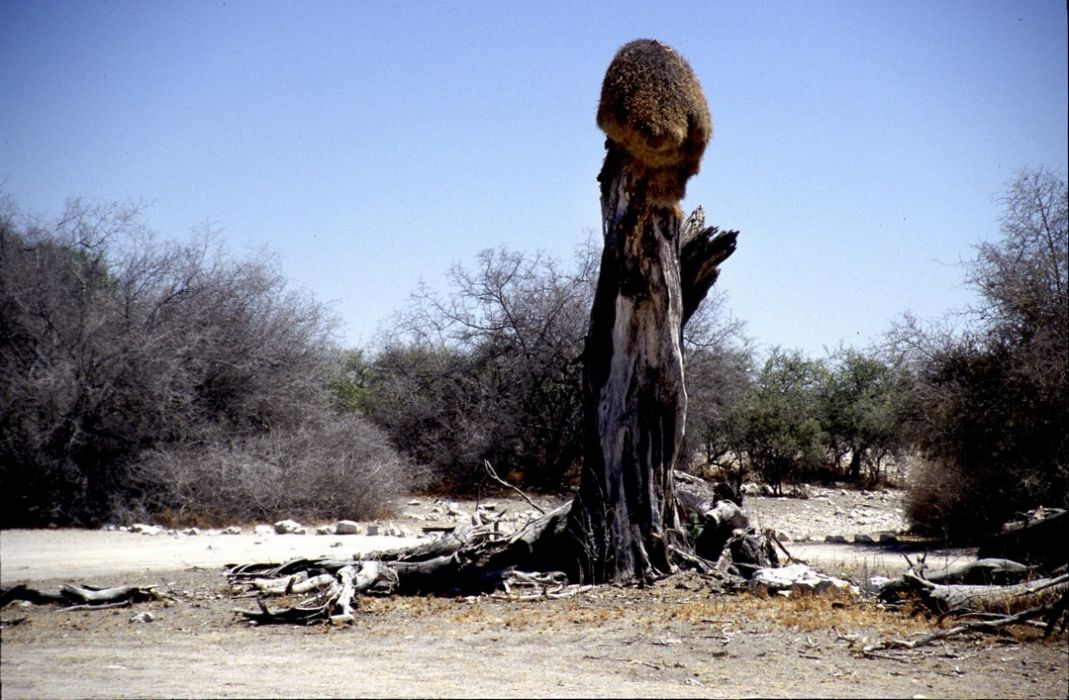 namib