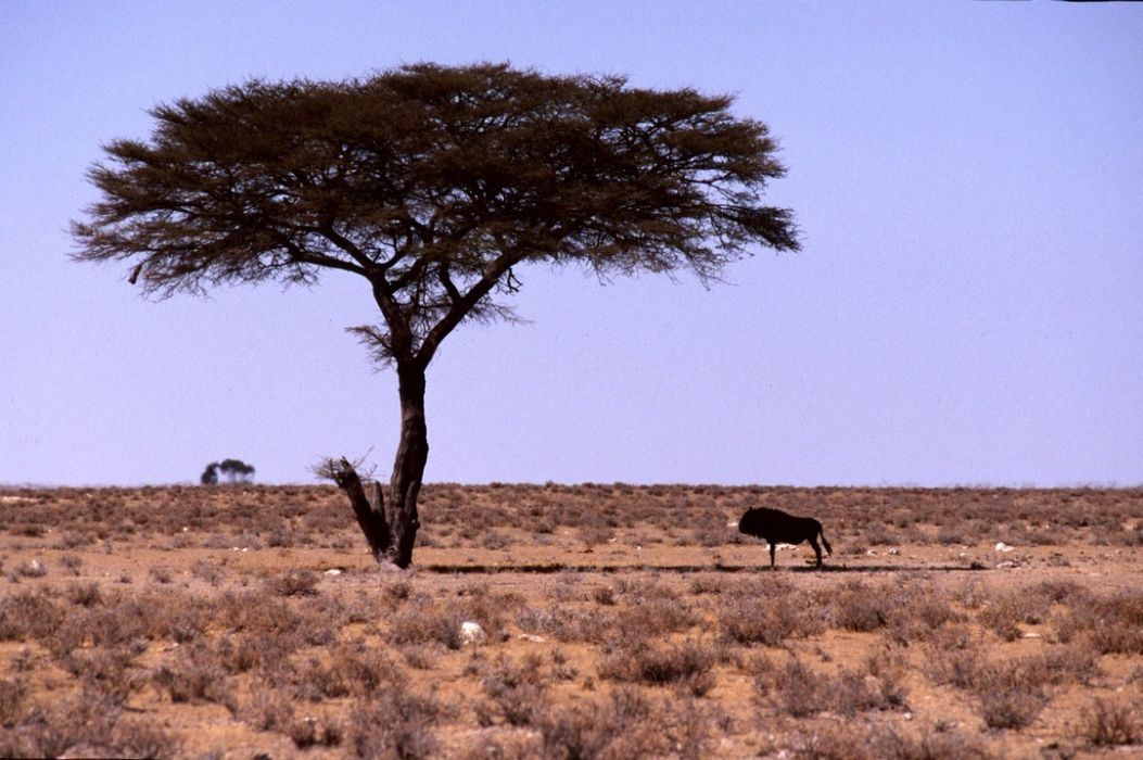 namib