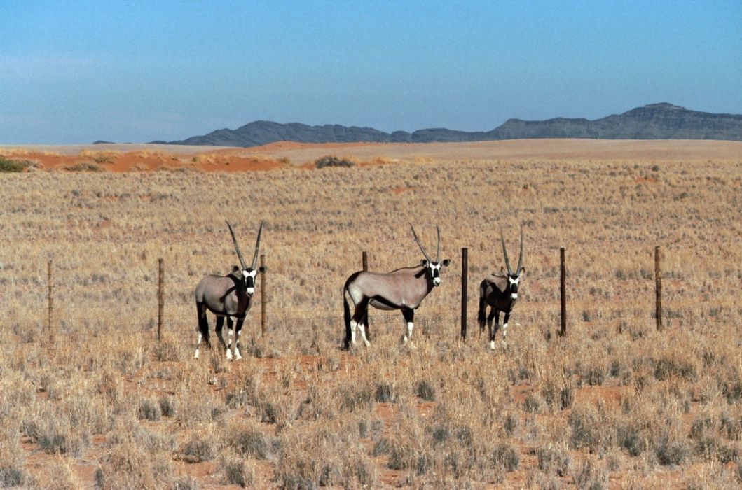 namib