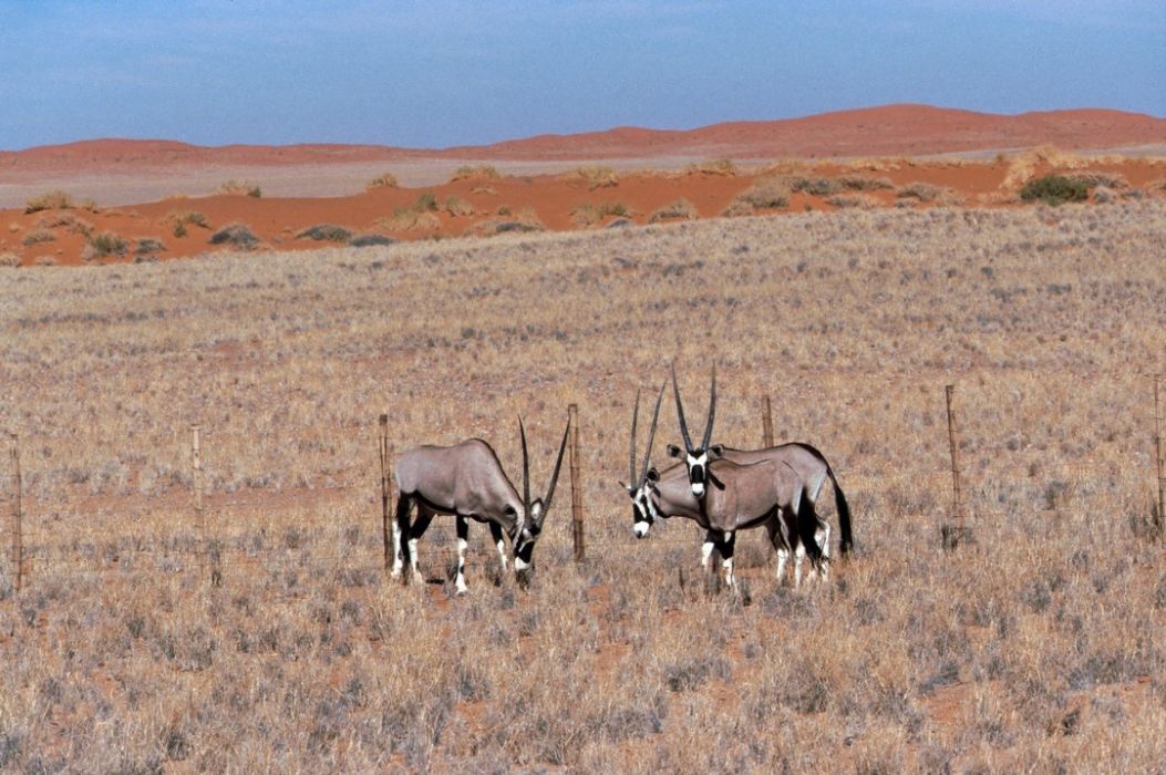 namib