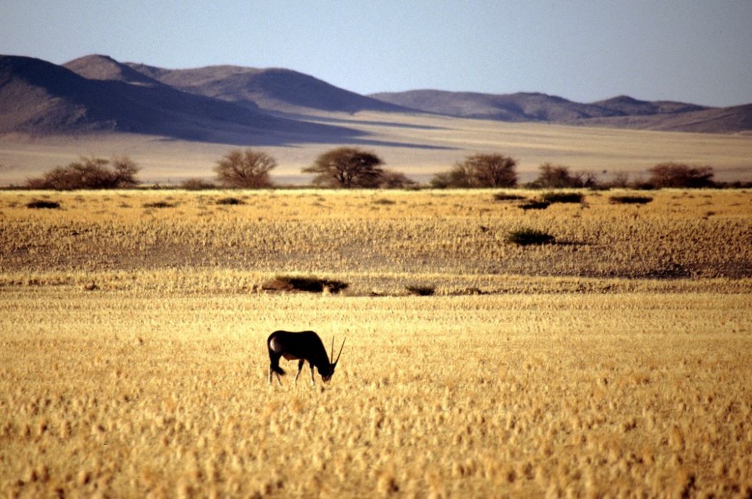 namib