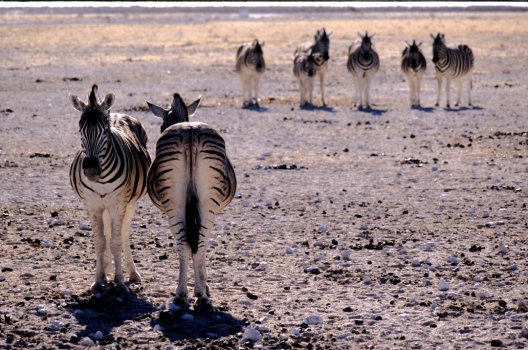 namib