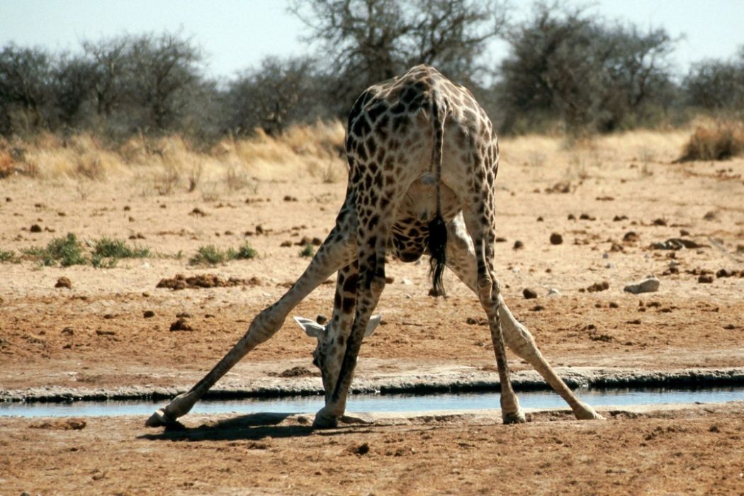 namib