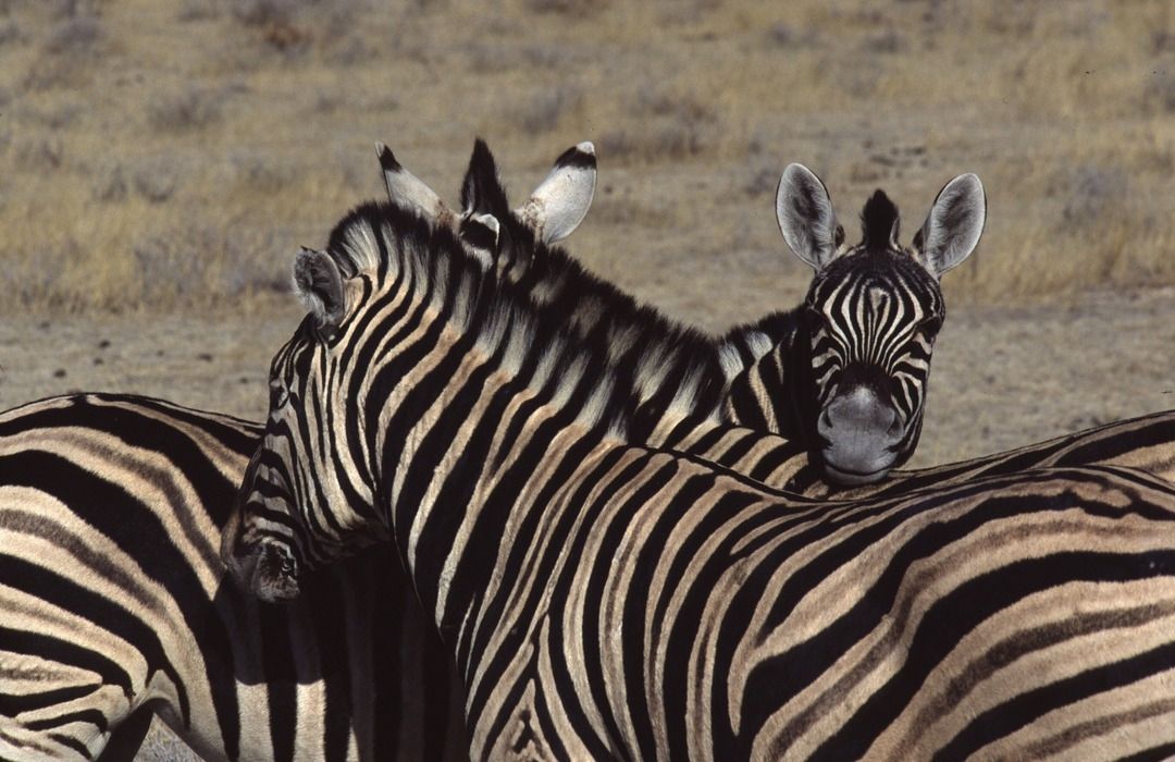 namib