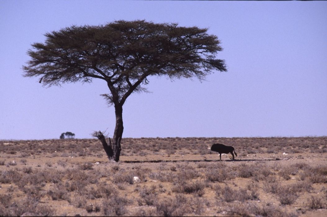 namib