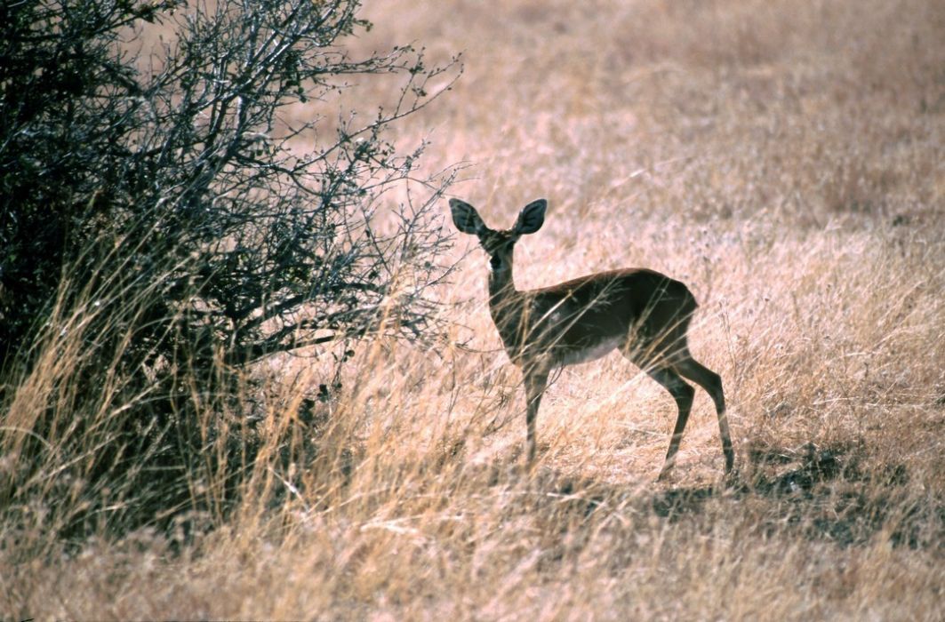 namib