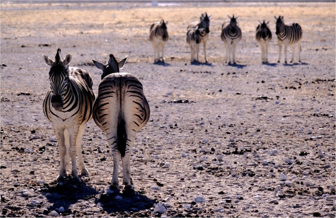 namib