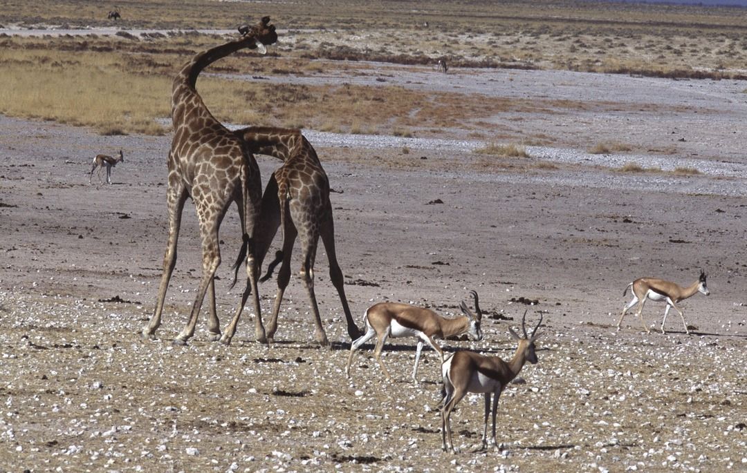 namib