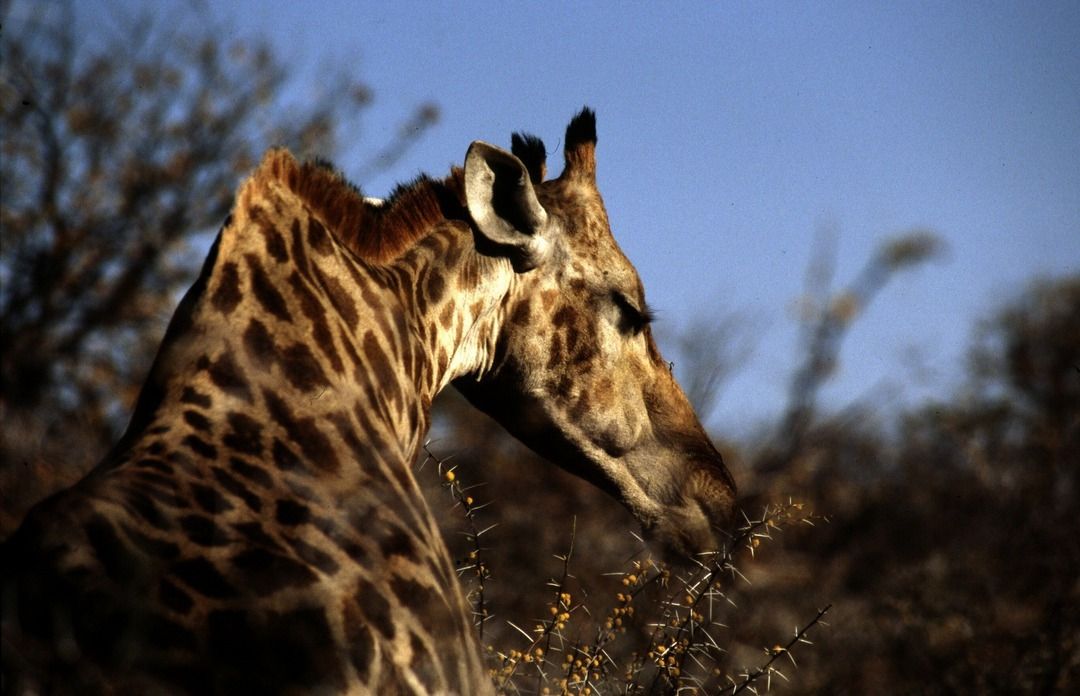 namib