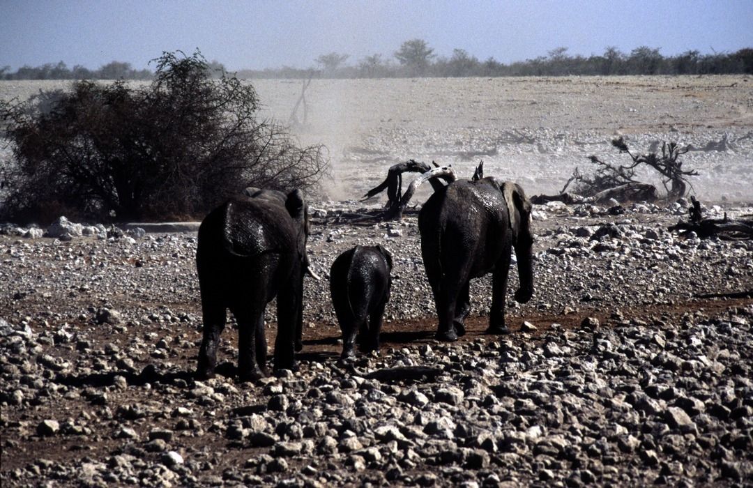 namib