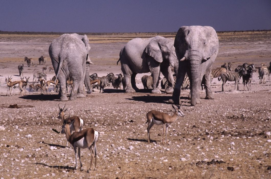 namib