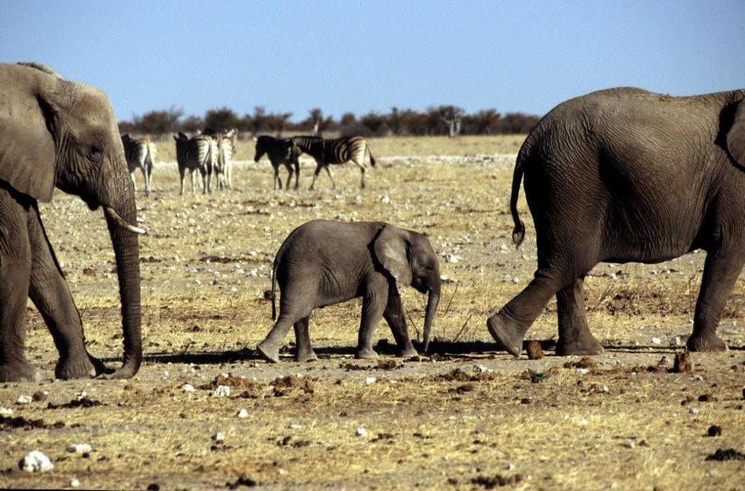 namib