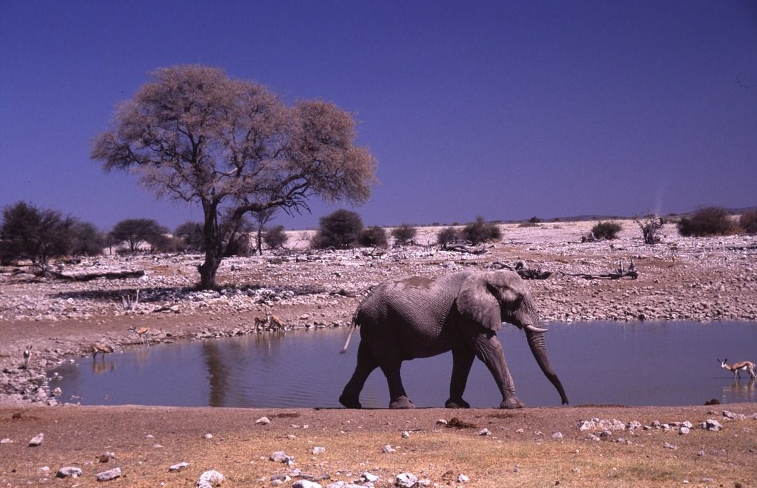 namib