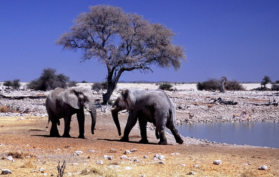 namib