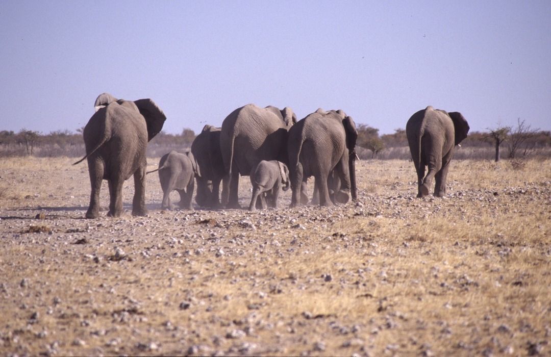 namib