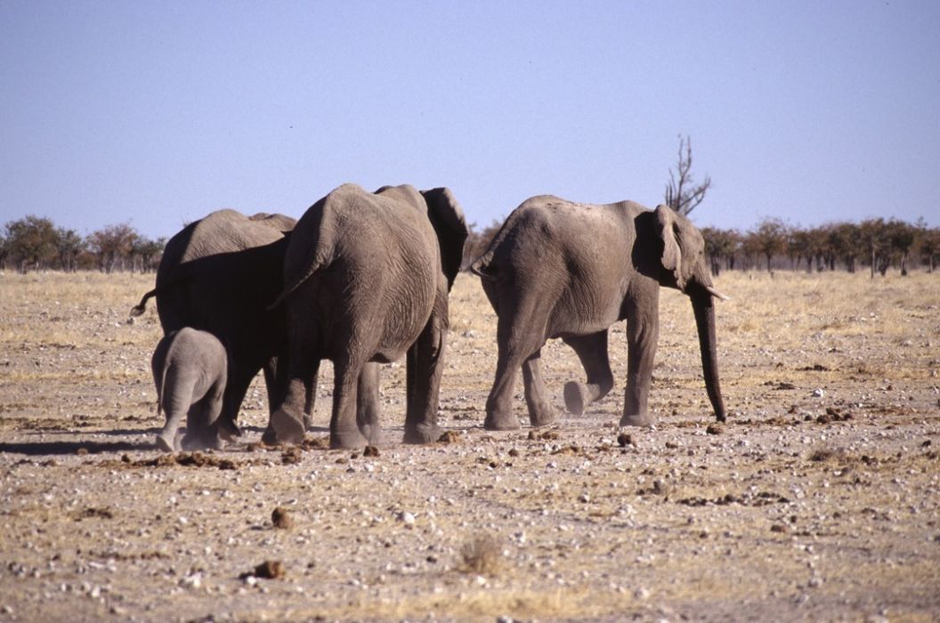 namib