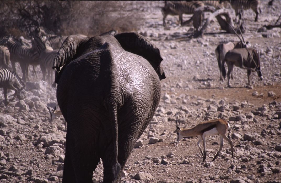 namib