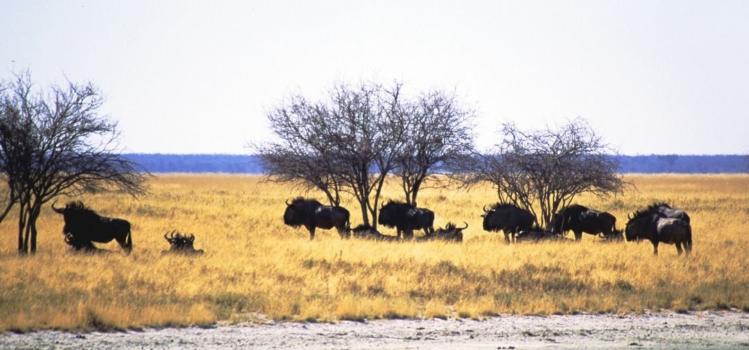 namib