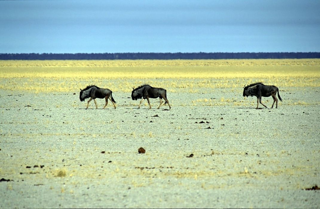 namib