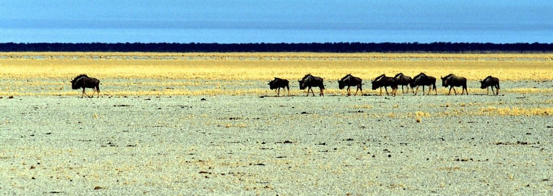 namib