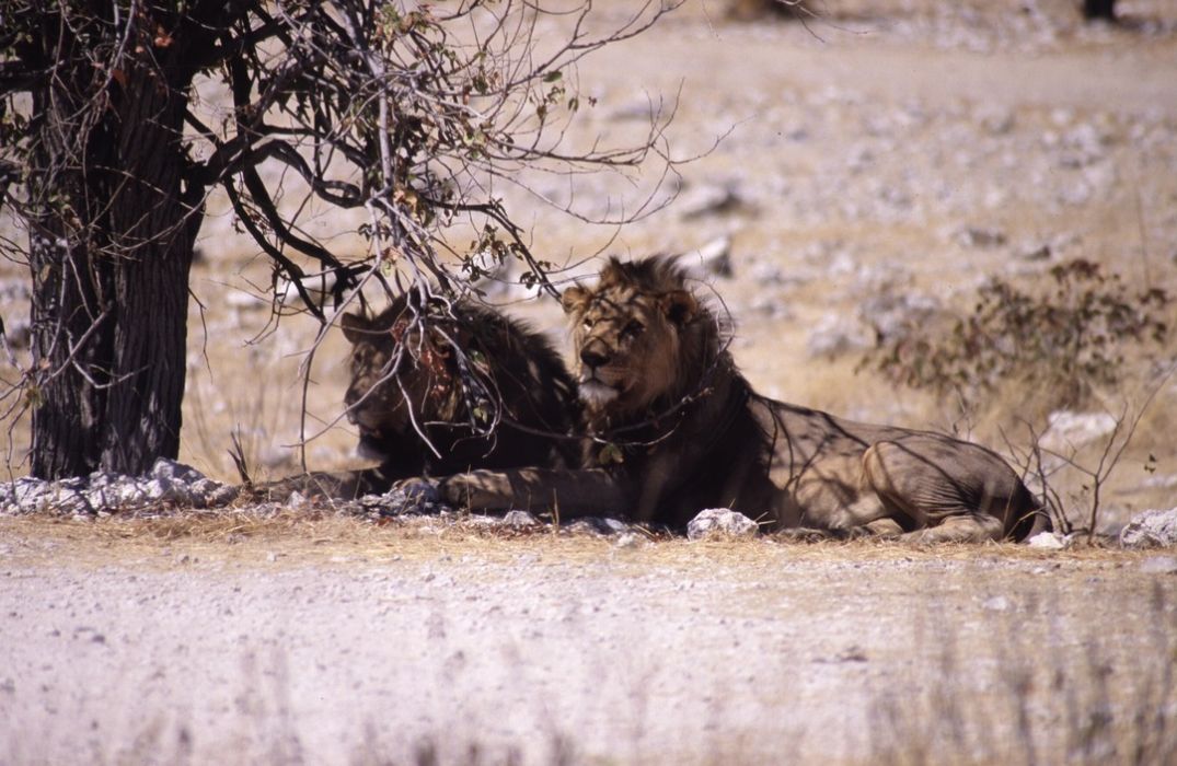 namib