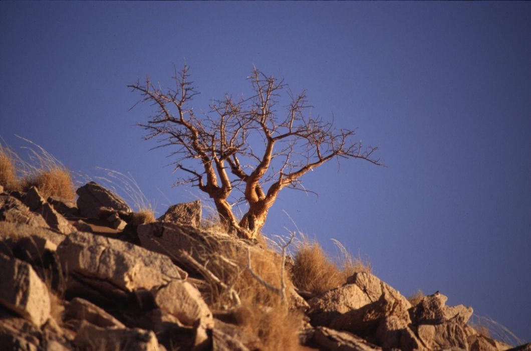 namib