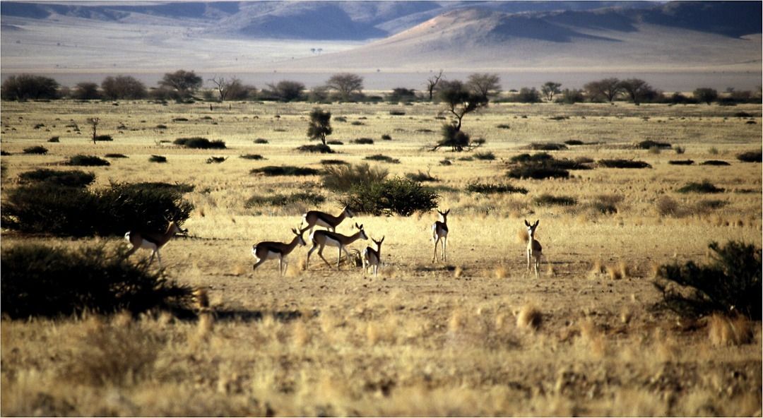 namib