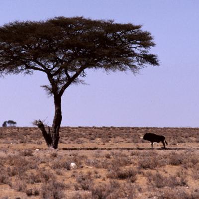 Namib 064